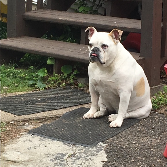 Rocky + Daisy - Picture 10 of 11